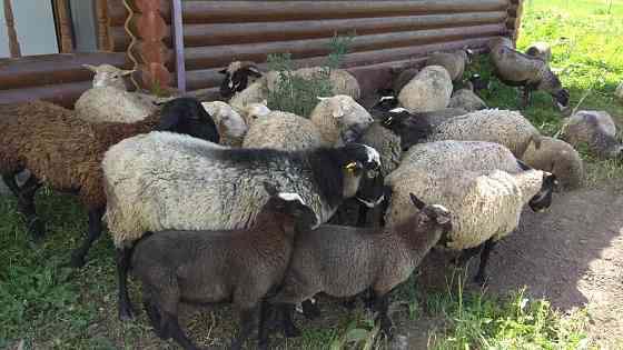 Романовские овцы семья (9 овец и 1 кошкар) Талгар