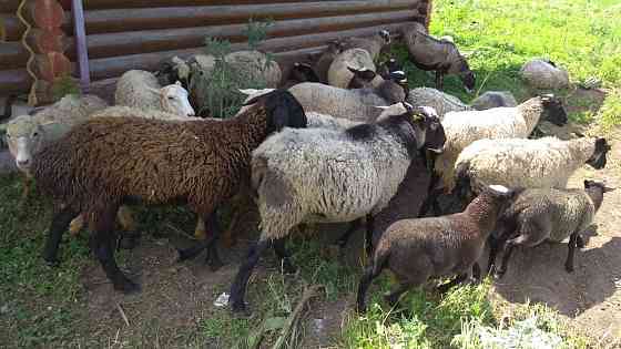 Романовские овцы семья (9 овец и 1 кошкар) Urochishche Talgarbaytuma