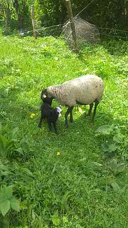 Романовские овцы семья (9 овец и 1 кошкар)  Талғар 