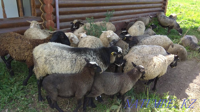 Romanov sheep family (9 sheep and 1 cat) Urochishche Talgarbaytuma - photo 2