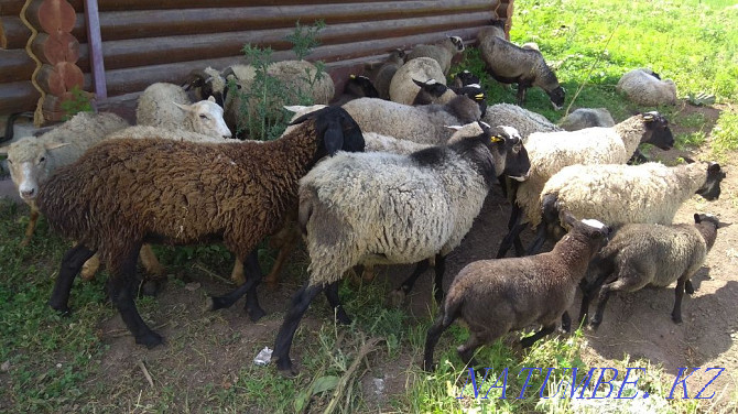 Romanov sheep family (9 sheep and 1 cat) Urochishche Talgarbaytuma - photo 3