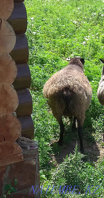 Romanov sheep family (9 sheep and 1 cat) Urochishche Talgarbaytuma - photo 1