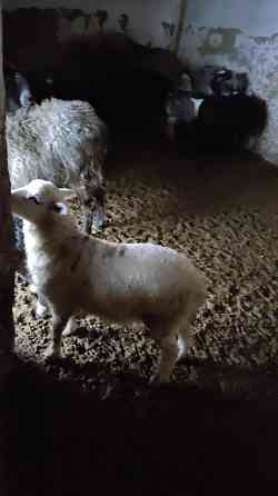 продам катумская овцы 