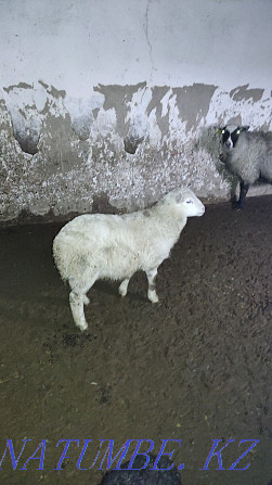 sell Katumskaya sheep  - photo 2