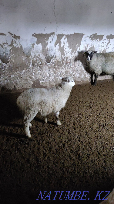 sell Katumskaya sheep  - photo 3
