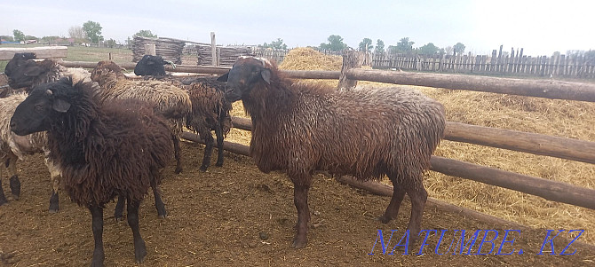 Sheep rams dorper  - photo 3