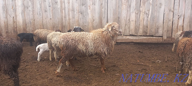 Sheep rams dorper  - photo 4