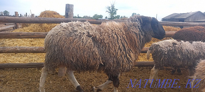 Sheep rams dorper  - photo 1