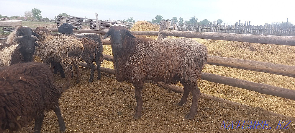 Sheep rams dorper  - photo 2