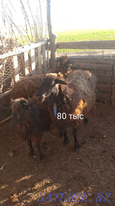 Продам овцу! Койды сатам!  - изображение 1