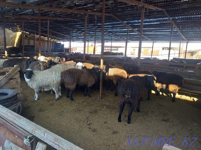 Koylar bar semiz Sheep rams Almaty - photo 2