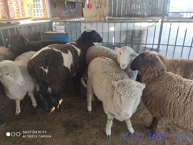 Koylar bar semiz Sheep rams Almaty - photo 3