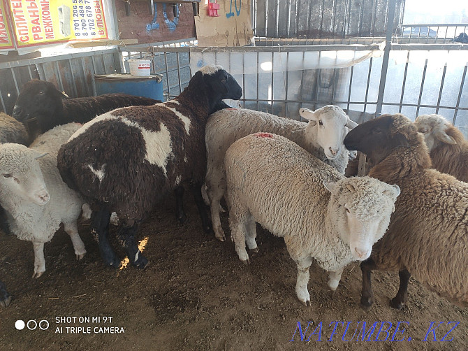 Koylar bar semiz Sheep rams Almaty - photo 4