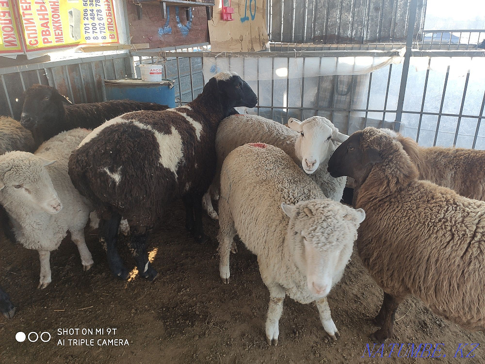 Койлар бар семиз Бараны овцы Алматы - изображение 3