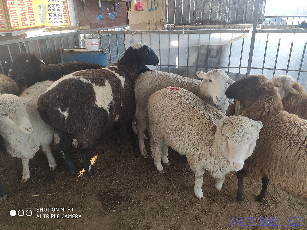 Койлар бар семиз Бараны овцы Алматы - изображение 4