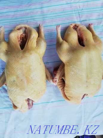Meat of chicken, duck, goose Taldykorgan - photo 1