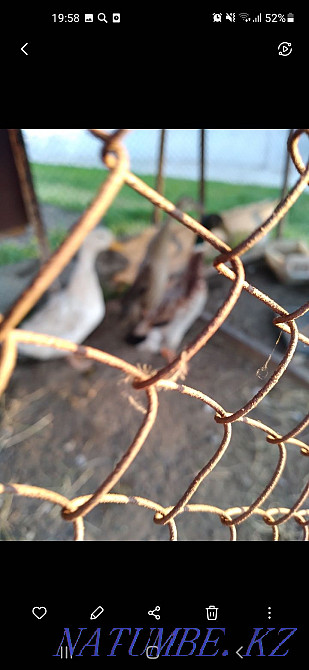 Утки бегунки и кряк Есик - изображение 1