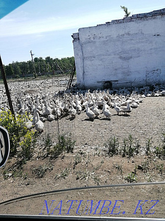 Young ducks for meat Kokshetau - photo 2