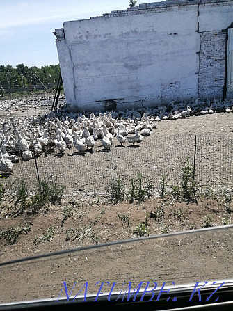 Young ducks for meat Kokshetau - photo 3