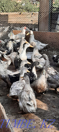 Young ducks, goose families Balqash - photo 2