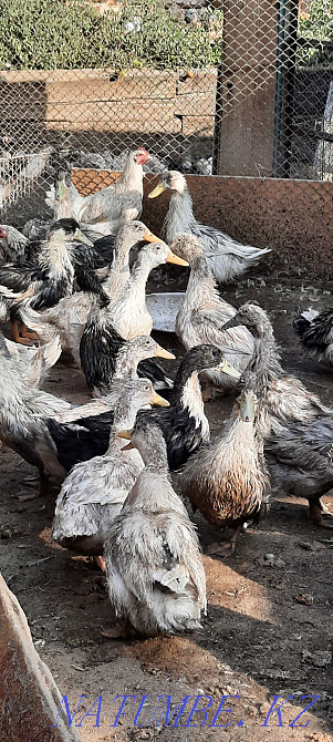 Young ducks, goose families Balqash - photo 2