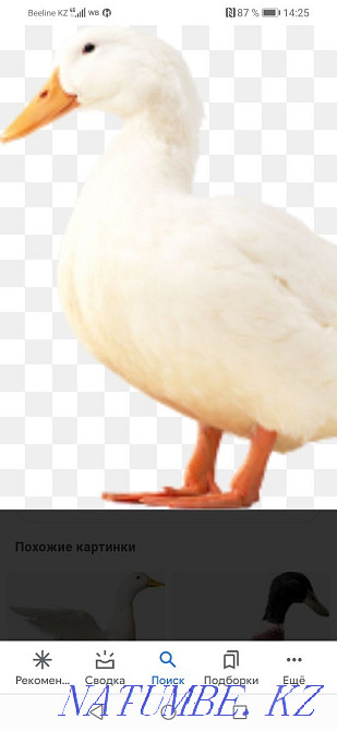 Ducks live for meat Astana - photo 1