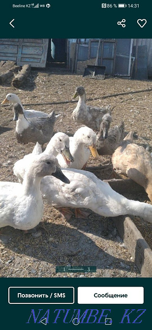 Ducks live for meat Astana - photo 2