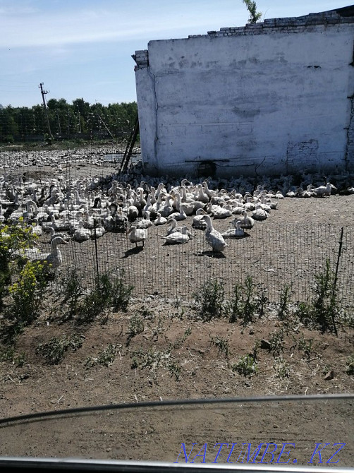 Ducks live for meat Astana - photo 4