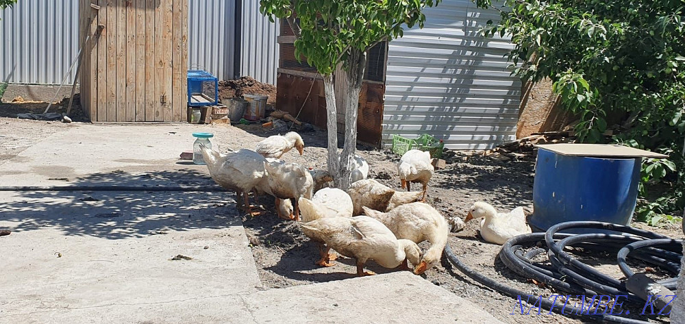 domestic geese (?az) .ducks Atyrau - photo 1