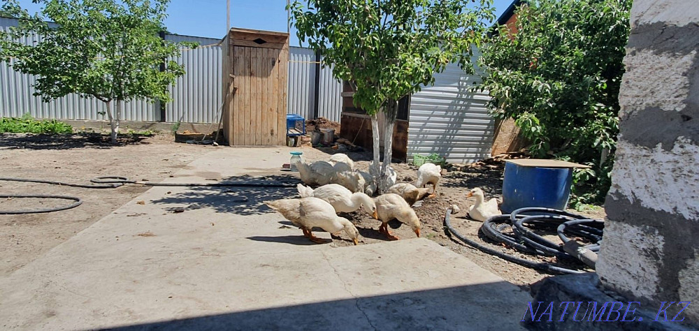 domestic geese (?az) .ducks Atyrau - photo 2