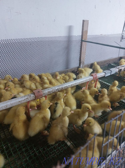 Утки пекинские Астана - изображение 1