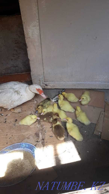 Үйрексіз үйректер сатылады  Алматы - изображение 1