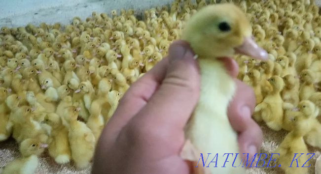 Ducklings ducks Broiler goslings Indo-ducklings chickens Almaty - photo 1