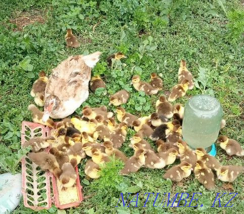 Үнді үйректер үнді үйректер мускус үйректер үйректер қарақұйрықтар мылқау  Алматы - изображение 1