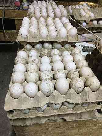 Продам инкубиционное яйцв пекинской утки 
