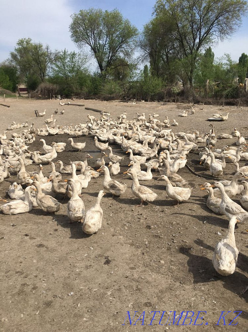 I will sell incubatory eggs of the Peking duck  - photo 3