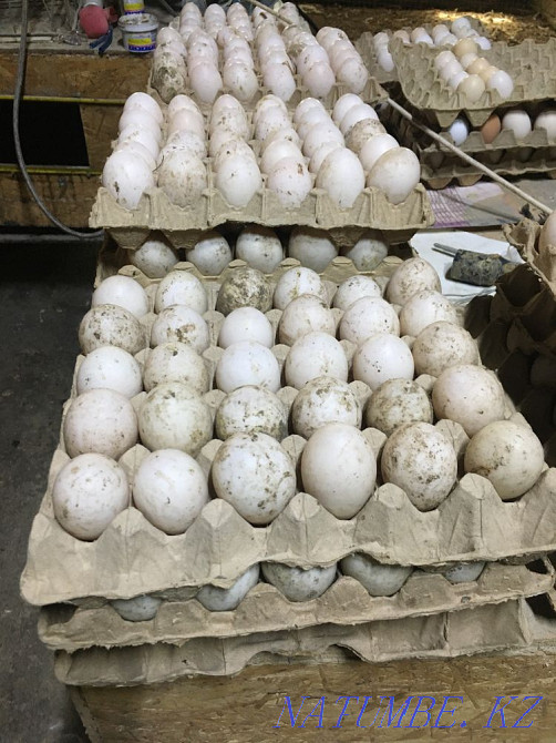 I will sell incubatory eggs of the Peking duck  - photo 1