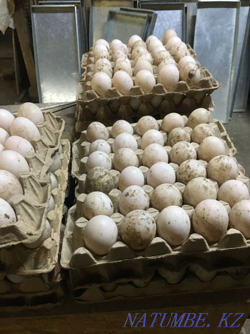 I will sell incubatory eggs of the Peking duck  - photo 2