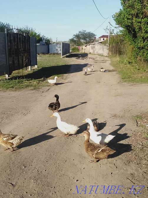 Утки пекинская и башкирская Мухаметжан Туймебаева - изображение 3