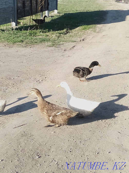 Утки пекинская и башкирская Мухаметжан Туймебаева - изображение 4