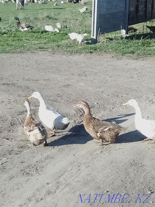 Утки пекинская и башкирская Мухаметжан Туймебаева - изображение 1