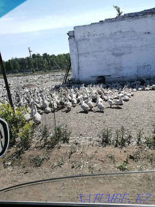 Young ducks for meat  - photo 3