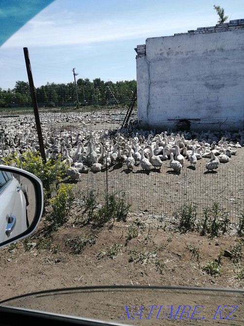Young ducks for meat  - photo 1