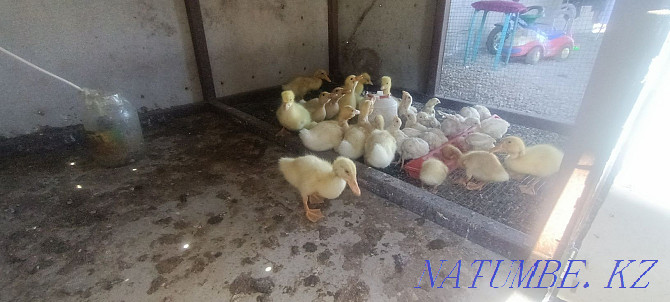 Geese, ducks, chickens, broilers Shalqar - photo 2