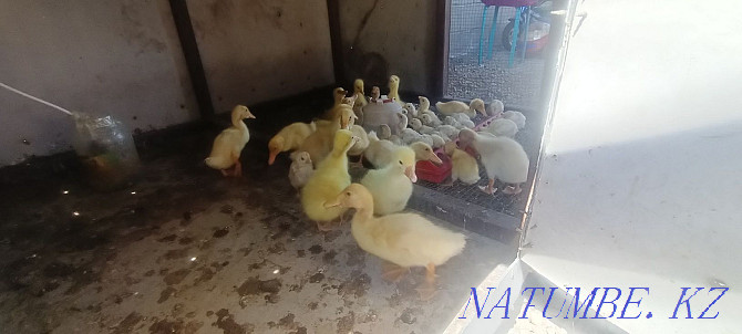 Geese, ducks, chickens, broilers Shalqar - photo 1
