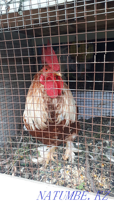 Тауықтар, қаздар, үйректер, қояндар.  Алматы - изображение 1