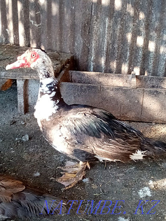 Muscovy duck drake Urochishche Talgarbaytuma - photo 3