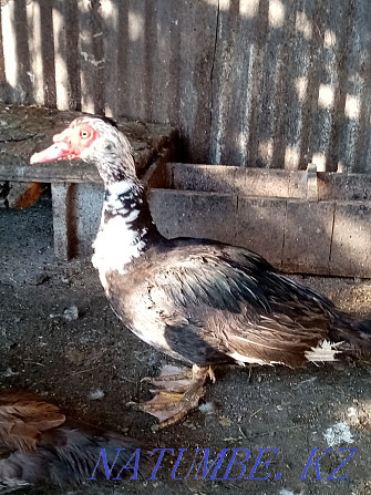 Muscovy duck drake Urochishche Talgarbaytuma - photo 1