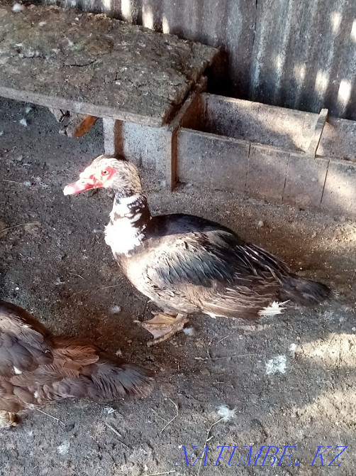 Селезень мускусной утки Талгар - изображение 2