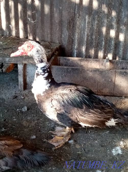 Селезень мускусной утки Талгар - изображение 1